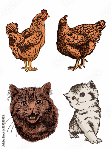 Vector color set of cats and hens,graphical drawing of domestic animals,illustration for design and books