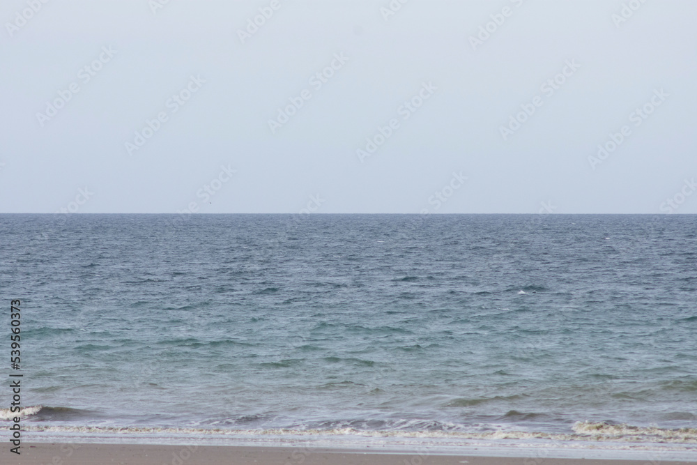 ballenas jugando cerca de la costa