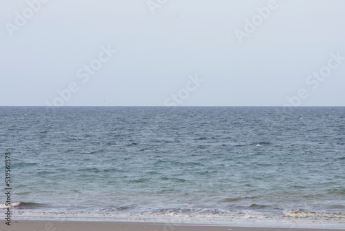 ballenas jugando cerca de la costa