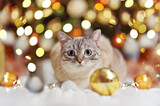 Tabby kitten with blue eyes against Christmas garlands lights