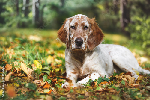 Orange Belton English Setter dog  lying down on dry fall leaves in park outdoor. Selective focus photo