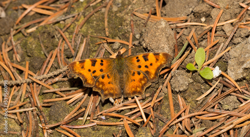 Polygonia c-album, the comma, is a food generalist (polyphagous) butterfly species belonging to the family Nymphalidae. Male - top view. photo