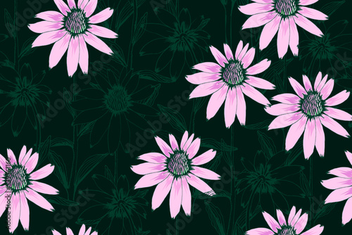 Echinacea Purpurea flowers seamless pattern. Pink and purple floral on dark green background. Hand drawn plants vector illustration