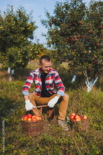 Young farmer man worker picking apples in orchard in village during autumn harvest. Happy man works in the garden, harvesting, baskets with apples © Дмитрий Ткачук