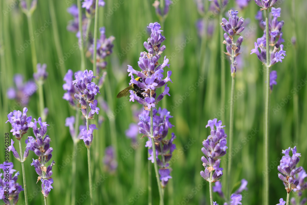 Big insect pollinator Bumblebee sucking from fragrant lavender flowers Big insect pollinator Bumblebee sucking from fragrant lavender flowers