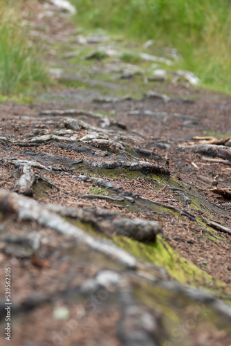 Leśna ścieżka w Karkonoszach, korzenie drzew.