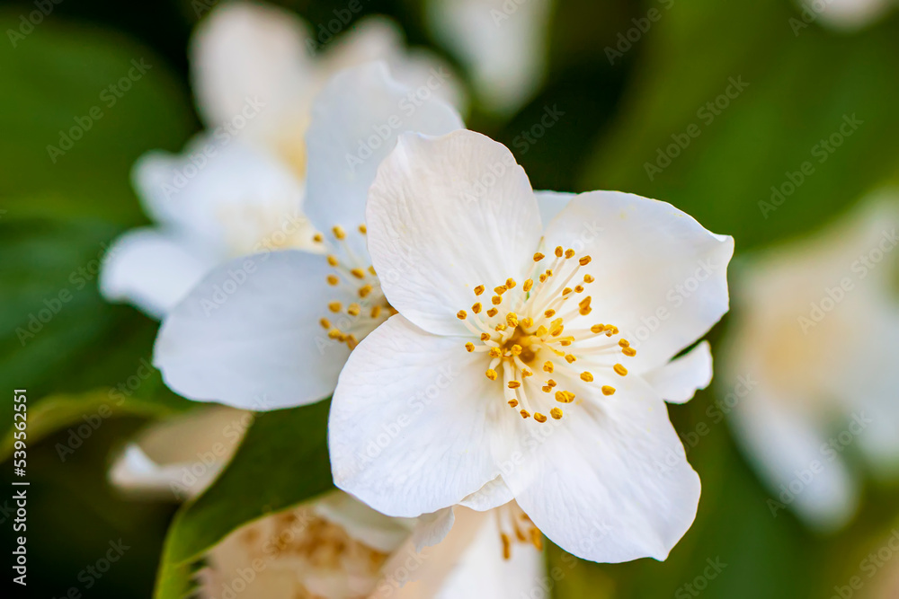 Close-up delicate flowers with prominent bright stamens of Sweet mock orange, English dogwood, Philadelphus coronarius