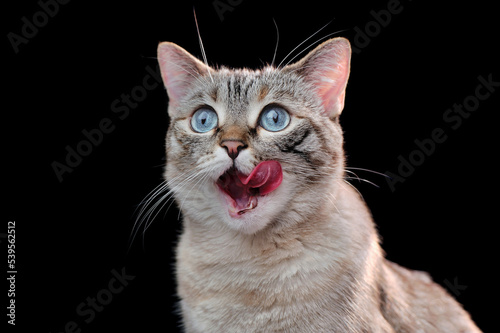 Hungry cat close-up portrait against black background