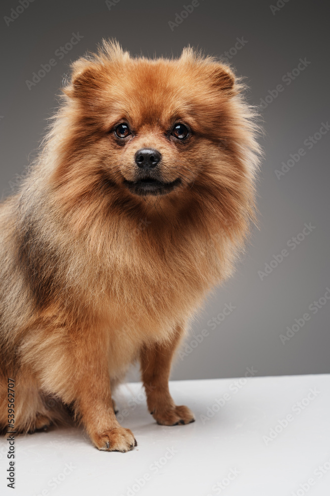 Shot of adorable domestic doggy pomeranian breed with brown fur.