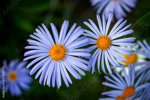 Felicia amelloides, blue daisy, blue felicia. Beautiful blue flower photo