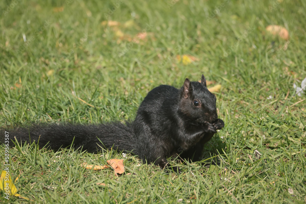 Eastern Grey Squirrel, black morph, eating birdfeeder scraps Eastern Grey Squirrel, black morph, eating birdfeeder scraps