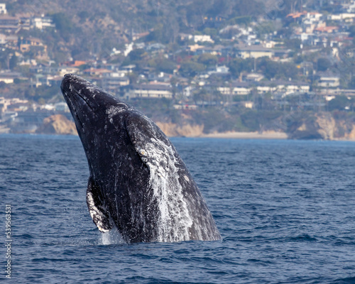 Gray Whale © Jay S