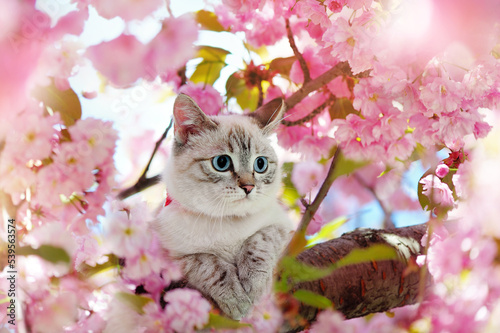Tabby kitten having rest at the blooming cherry tree