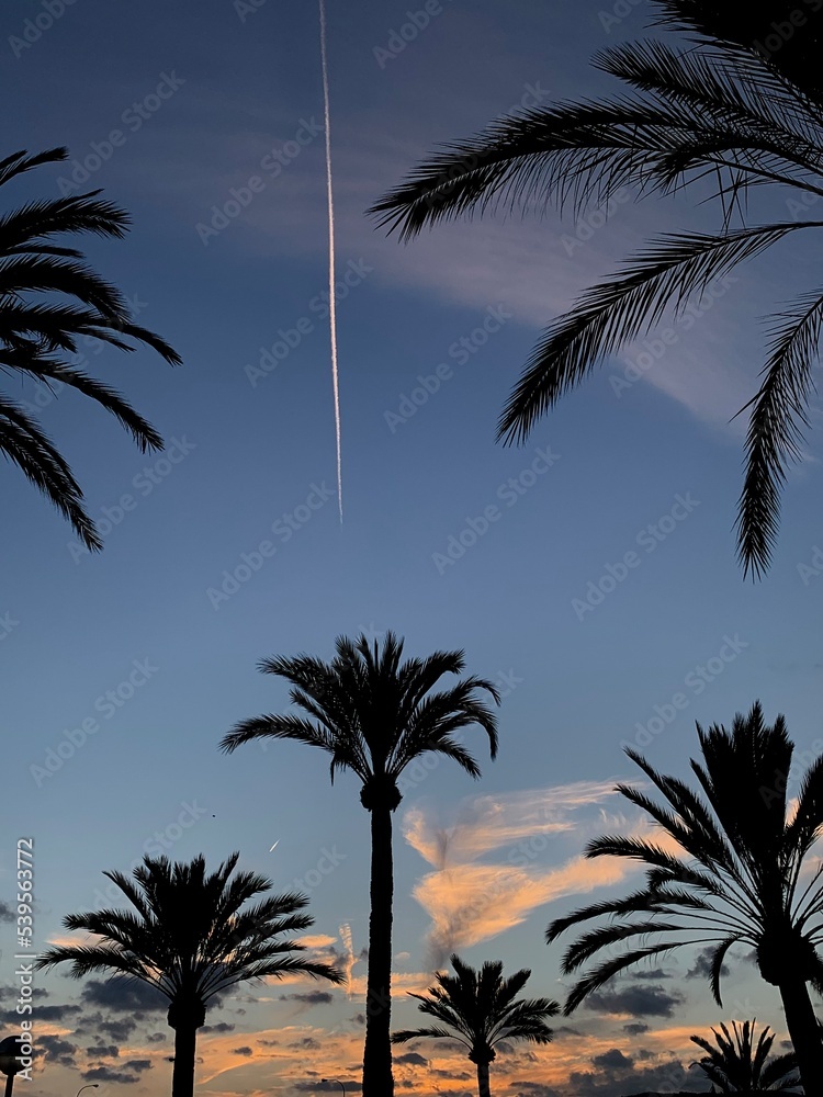 Palm trees at sunset. Palma de Mallorca, Balearic islands, Spain.