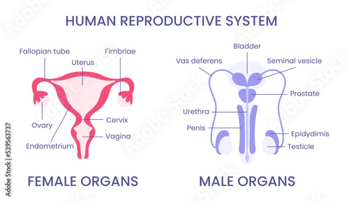 Anatomical illustration of the female and male reproductive system. Medical diagram with annotations. Front view.