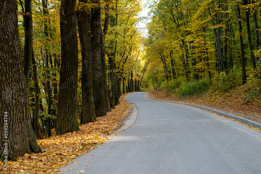 Fototapeta premium The landscape was shot in the warm autumn on a bright sunny day In the photo, a road running through a forest full of trees with yellow leaves.