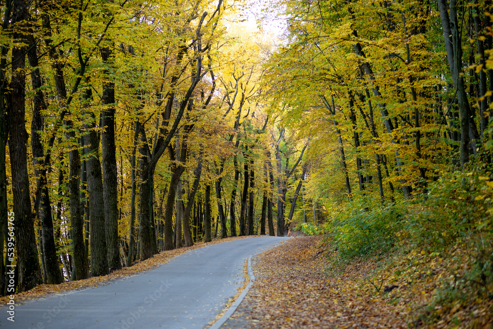 Fototapeta premium The landscape was shot in the warm autumn on a bright sunny day In the photo, a road running through a forest full of trees with yellow leaves.