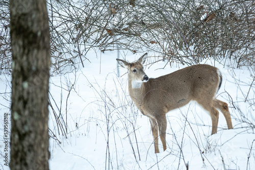 Winter Whitetail Buck