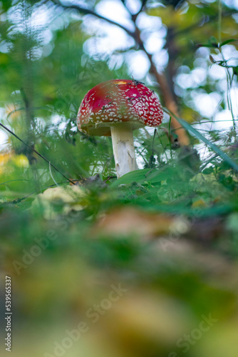 Fly Agaric red and white poisonous mushroom in the forest.