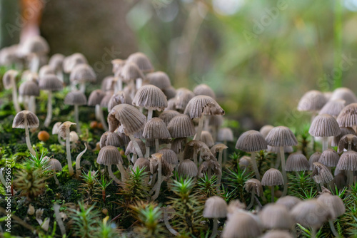 Mycelium of small gray mushrooms. Poisonous pale toadstools in the autumn forest.