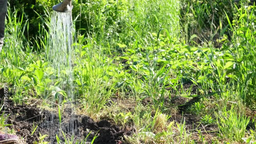 Plant watering. Farmer gardener using watering can to water green plants, sprout plants vegetables in garden. Organic farming summer spring gardening products