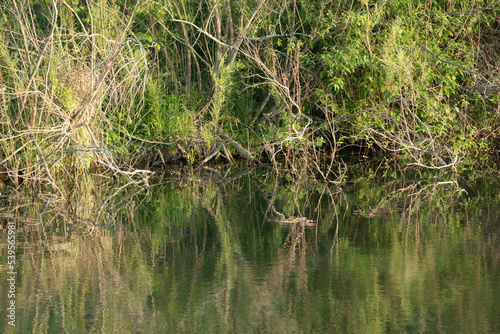 reeds in the water