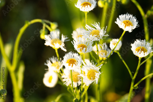 wildflowers