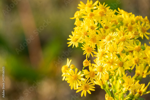 bee on flower