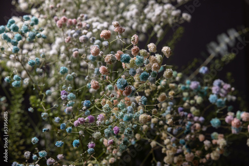 The forest of Gypsophila