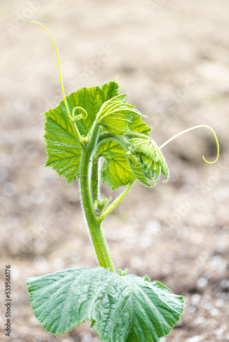 Pumpkin Sprout