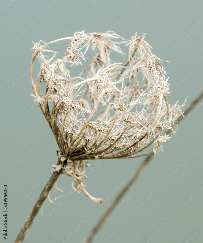 Naklejka premium Queen Anne's Lace in Dew