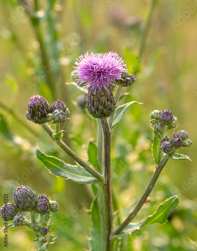 bee on thistle