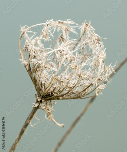 Queen Anne's Lace in Dew