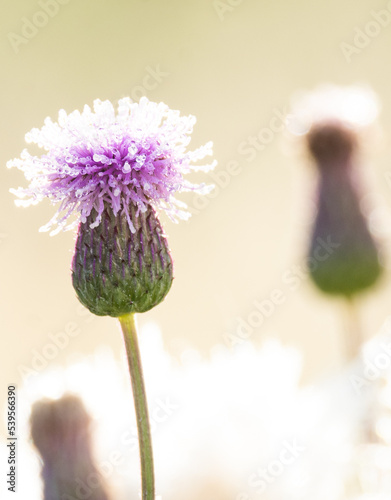 flowers of a thistle