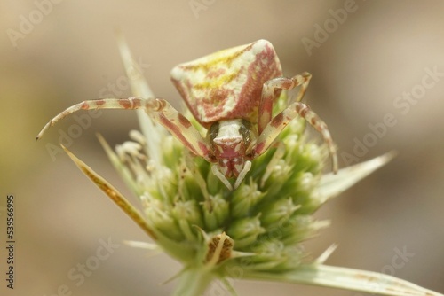 Macro shot of a crab spider (Thomisus onustus) on a plant photo