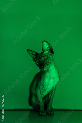 A gray cat-sphinx sits on a green background. Hairless sphynxes are a prime example of a cat breed that arose out of the will of chance. A cute little sphinx sits meekly for a photo. photo