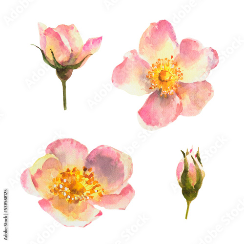 Watercolor set of elements  roses hip  dogrose  botanical illustration.