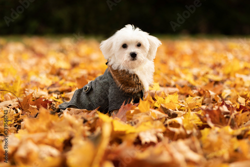 Portrait of white Maltese breed dog in autumn yellow orange leaves meadow in warm clothes (coat,jacket,hoodie). Fall time. Taking care of small puppy.Dog apparel and accessories concept. Horizontal