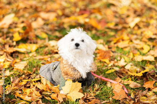 Cute little white Maltese breed dog in a autumn yellow orange leaves in warm clothes (coat, jacket,hoodie). Fall season. Taking care of small pet. Dog apparel and accessories concept. Horizontal plane