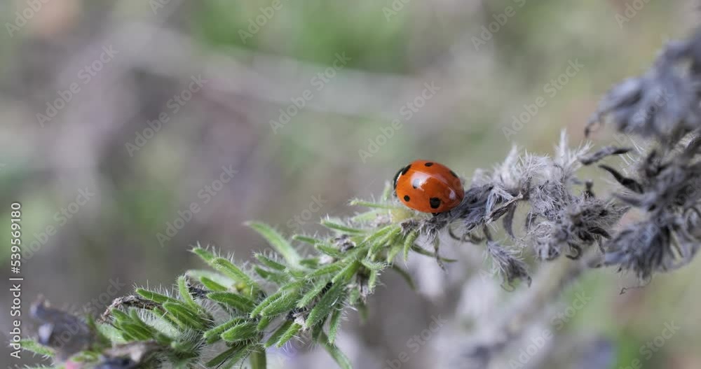 Coccinelle sur une plante 
