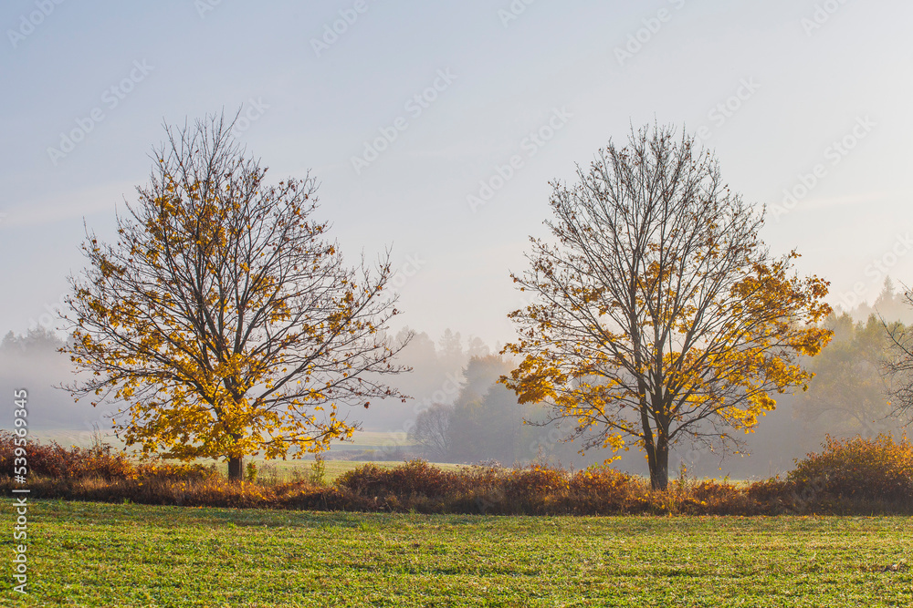 autumn rural landscape covered with morning mist with trees and bushes, in the foreground two trees with partially fallen yellow colored leaves, autumn mood