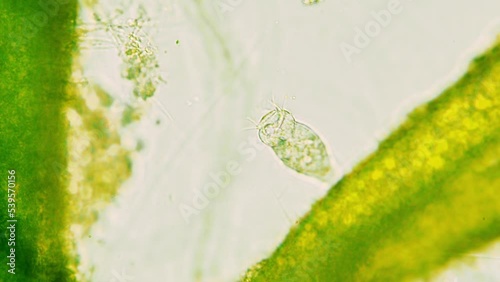 Vorticella attached to green algae branch. Making water flow with cilias and contracting body in case of danger. Seen in optical miscoscope 40x objective