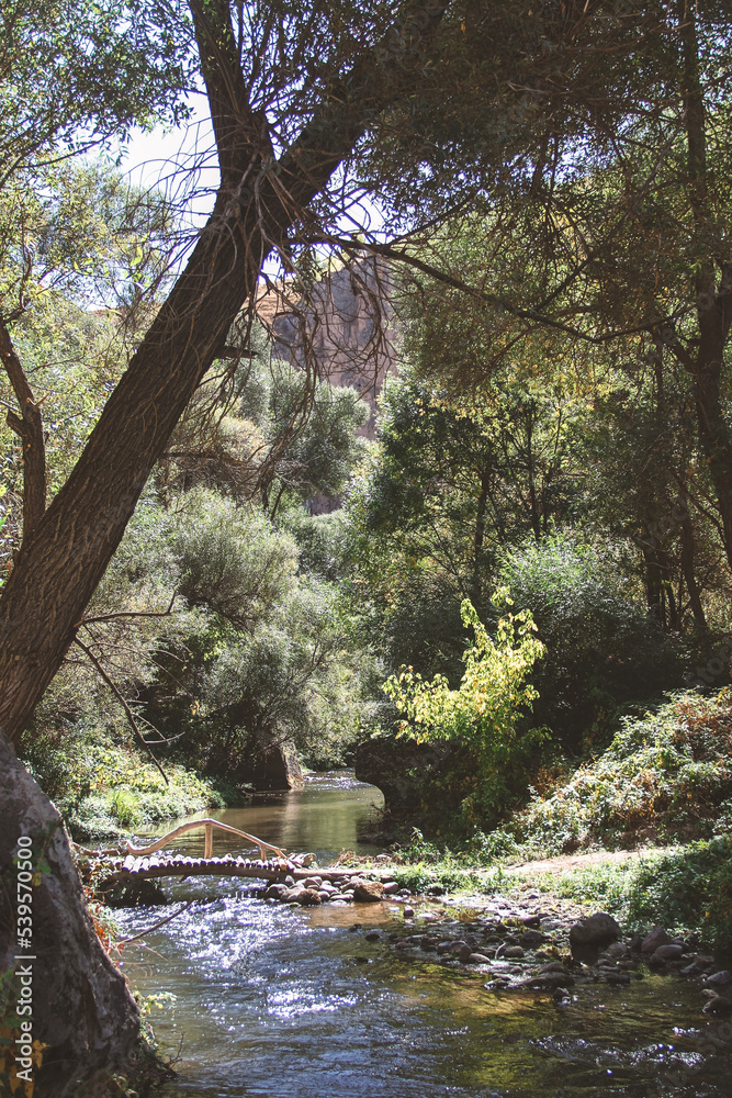 Fototapeta premium river in the forest