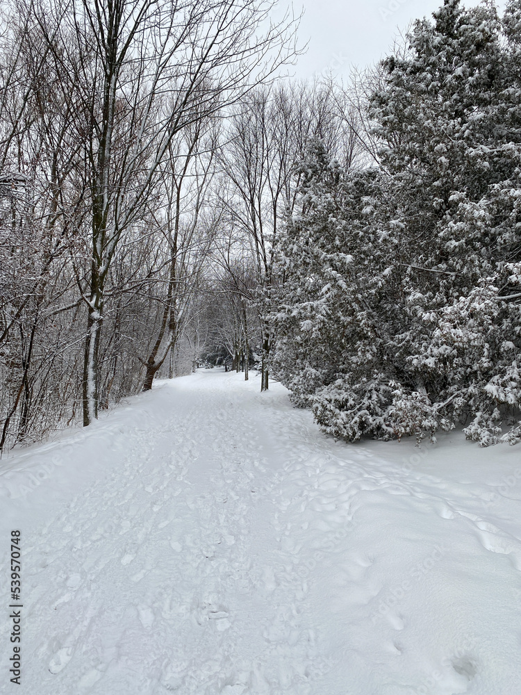 winter landscape with snow
