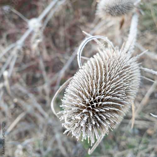 Teasel in Winter