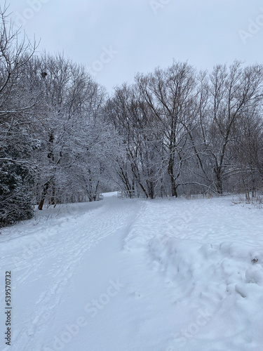 winter landscape with snow covered trees