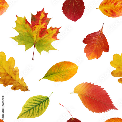 Seamless pattern, autumn leaves on a white background. Fallen leaves of oak, maple, hawthorn, aspen, elm.