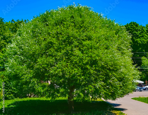 Fototapeta Naklejka Na Ścianę i Meble -  Big lush beautiful green tree. painting imitation