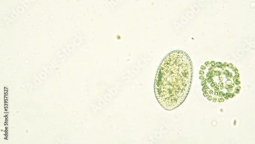 Paramecium ciliate float in the water seen under optical microscope. 40x objective