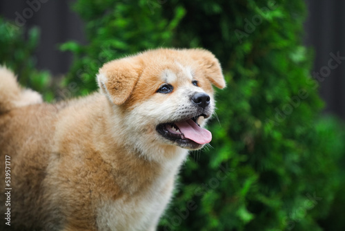 Japanese akita inu puppy in the park